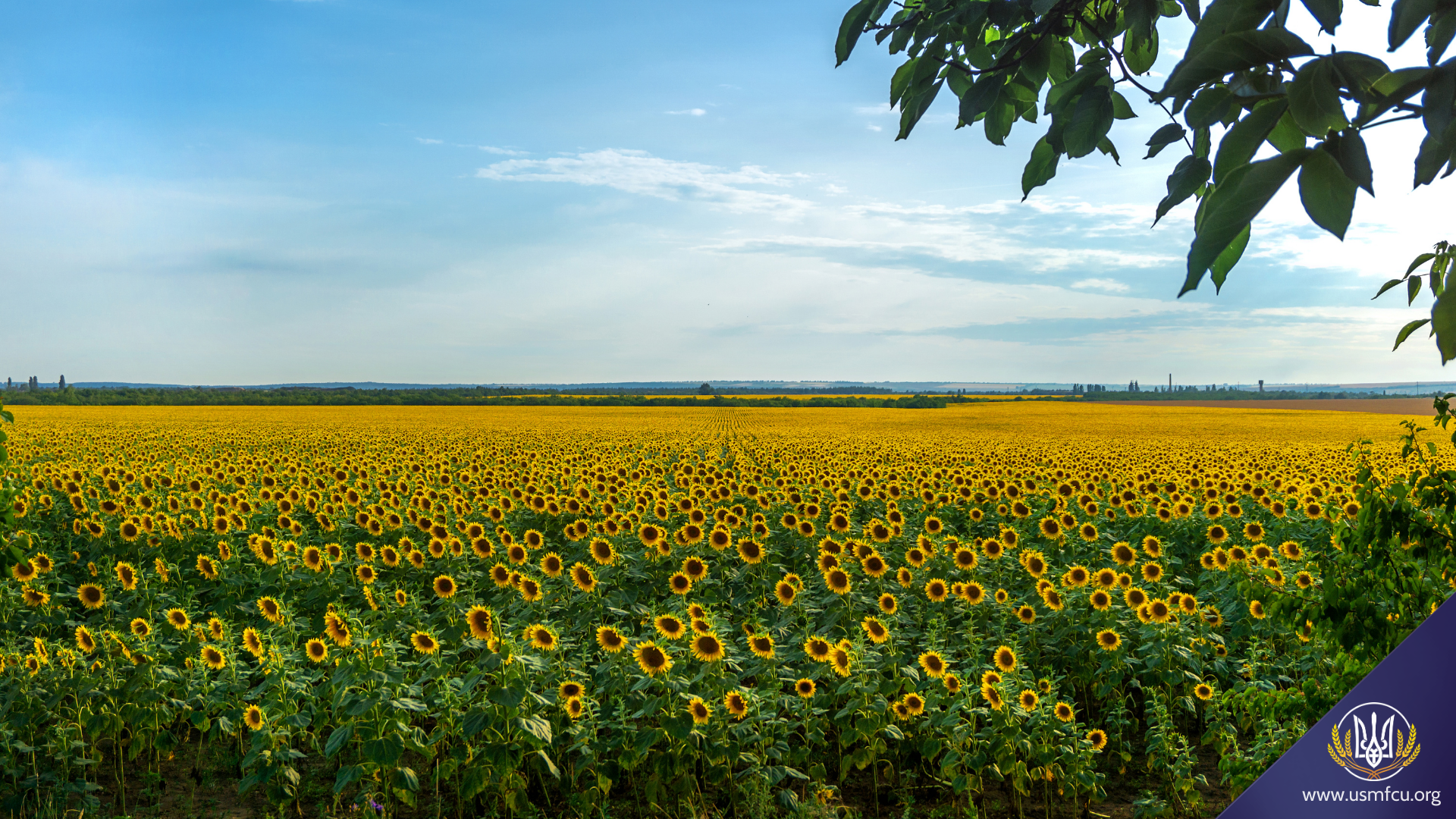 Ukrainian Zoom Backgrounds - Ukrainian Selfreliance MI FCU